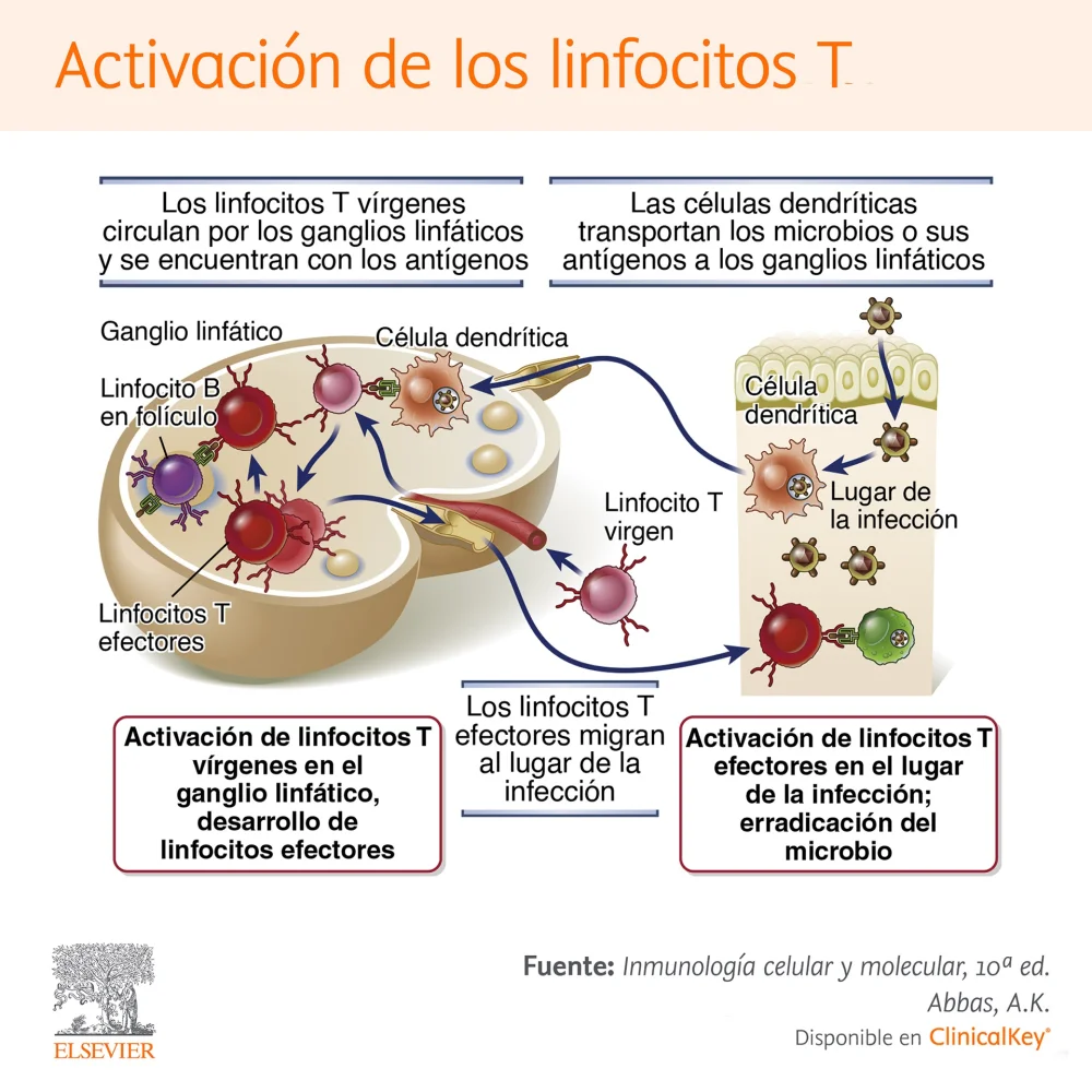 ¿Cómo activan las células T auxiliares a las células B?