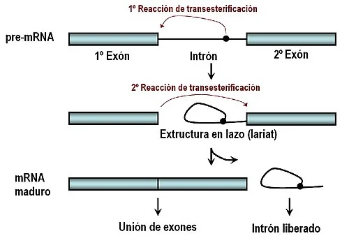 ¿Cómo afecta el empalme alternativo de ARN a la expresión genética?
