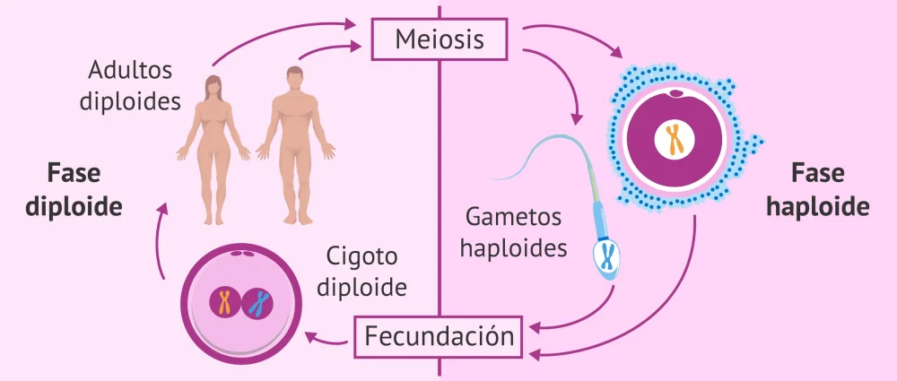 ¿Cómo afecta la fertilización al número de cromosomas de un cigoto?