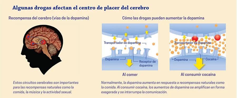 ¿Cómo afectan las drogas al cerebro?