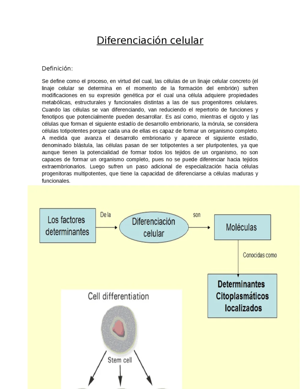 ¿Cómo afectan los determinantes citoplasmáticos a la diferenciación celular?