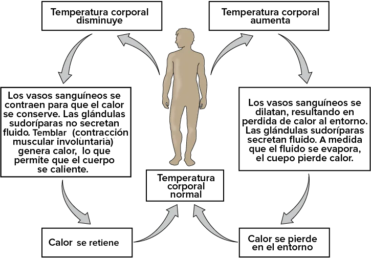 ¿Cómo ayuda la comunicación entre células a mantener la homeostasis?