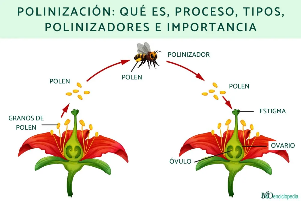 ¿Cómo ayuda la estructura del estigma a la polinización?
