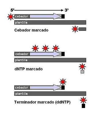 ¿Cómo ayudan los marcadores fluorescentes a determinar una secuencia de nucleótidos?