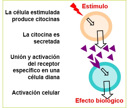 ¿Cómo causan inflamación las citocinas?