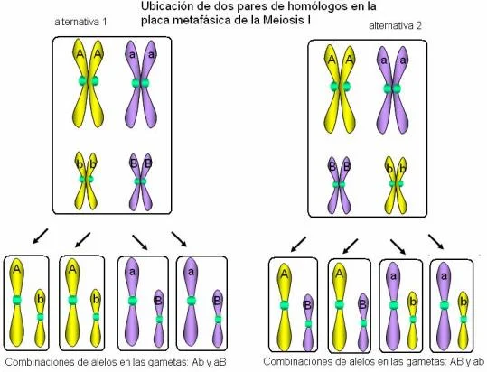Diferencia entre alelos múltiples y rasgos poligénicos