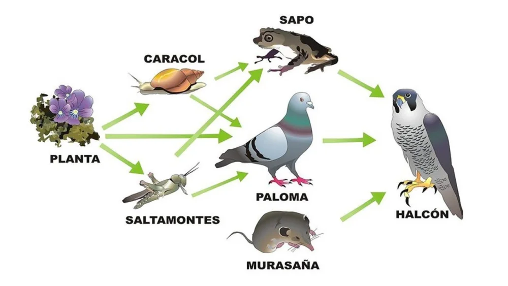 Diferencia entre bioacumulación y magnificación biológica