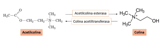 Diferencia entre colina y acetilcolina