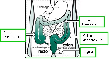 Diferencia entre colon e intestino grueso