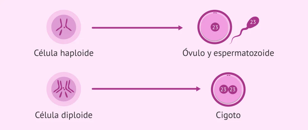 Diferencia entre diploide y haploide