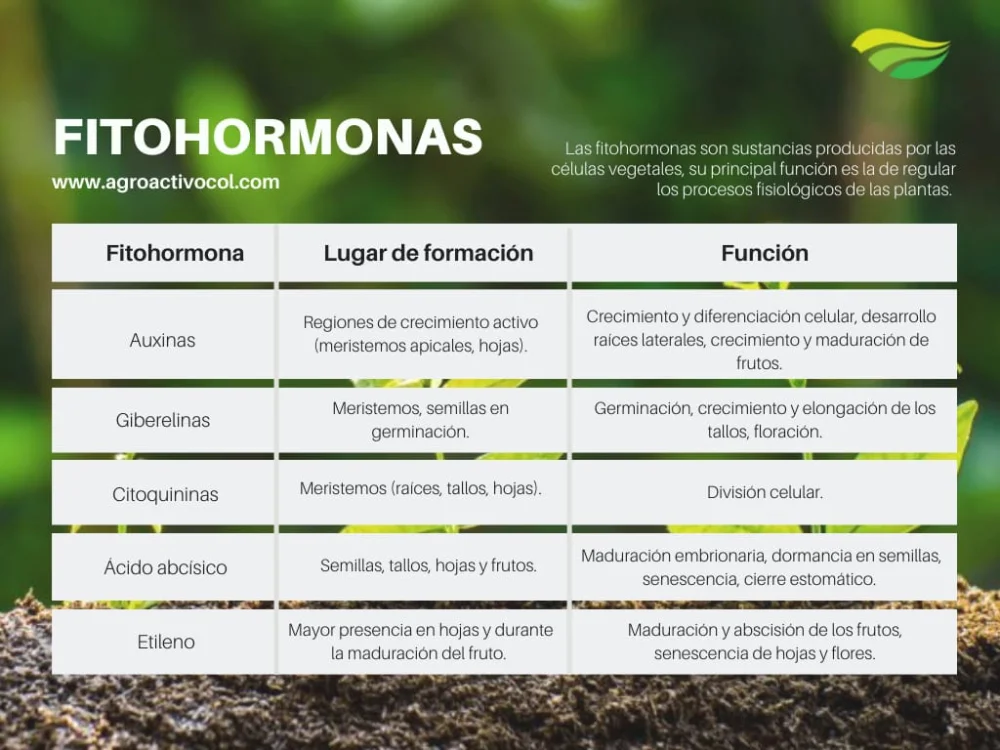Diferencia entre el etileno y el ácido abscísico