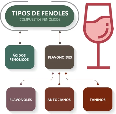 Diferencia entre flavonoides y flavonoles