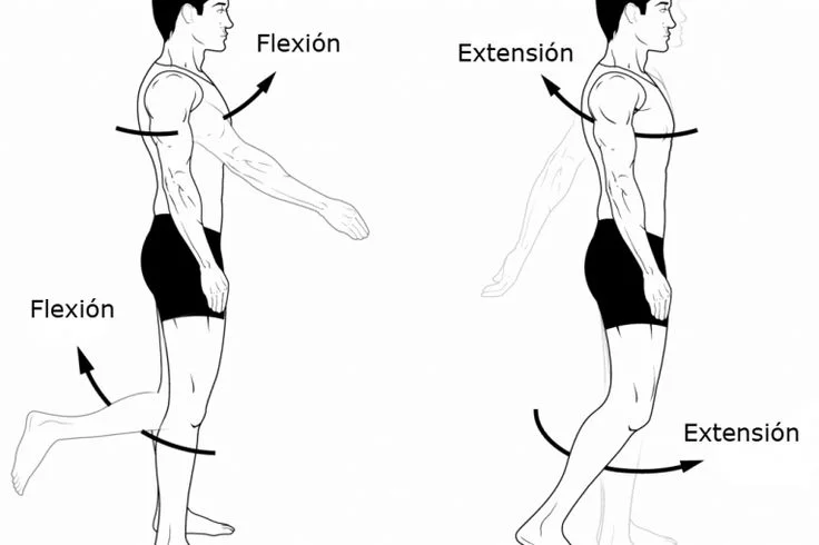 Diferencia entre flexión y extensión
