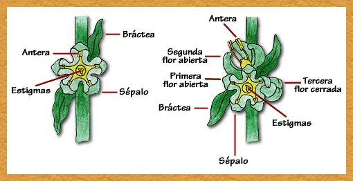 Diferencia entre flor e inflorescencia