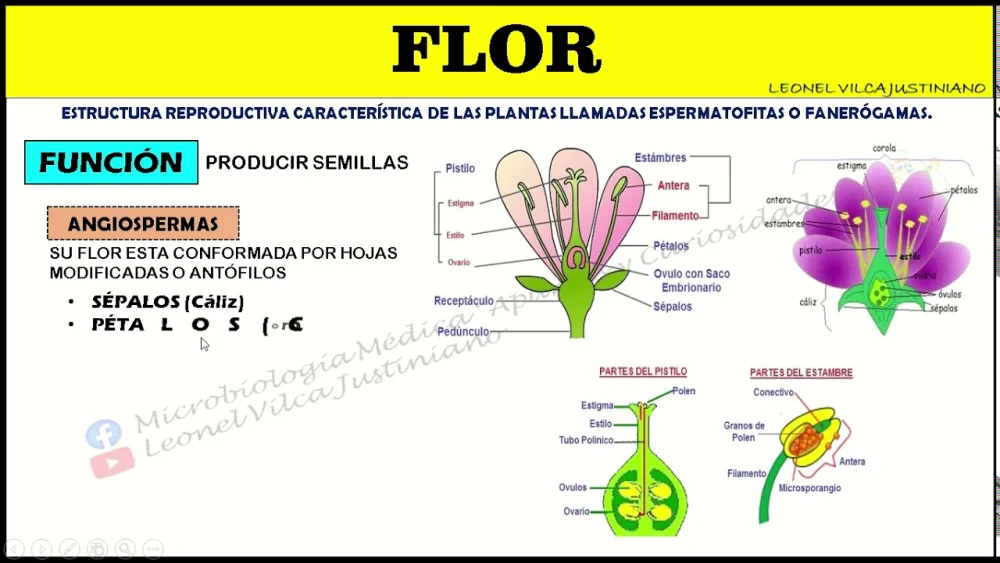 Diferencia entre flor y fruto