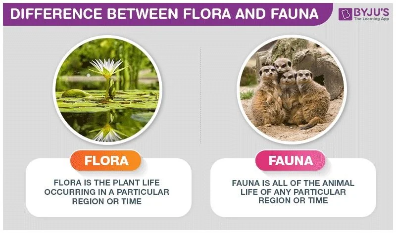 Diferencia entre flora y fauna