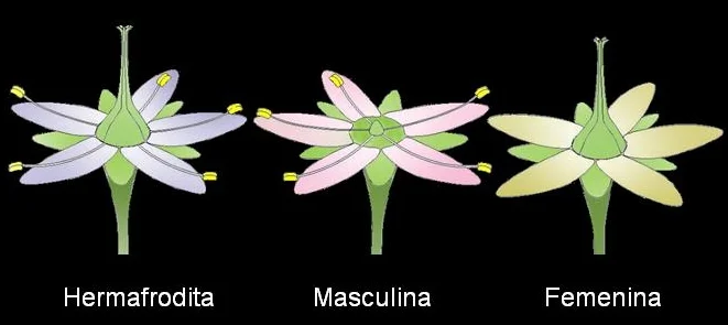 Diferencia entre flores unisexuales y bisexuales