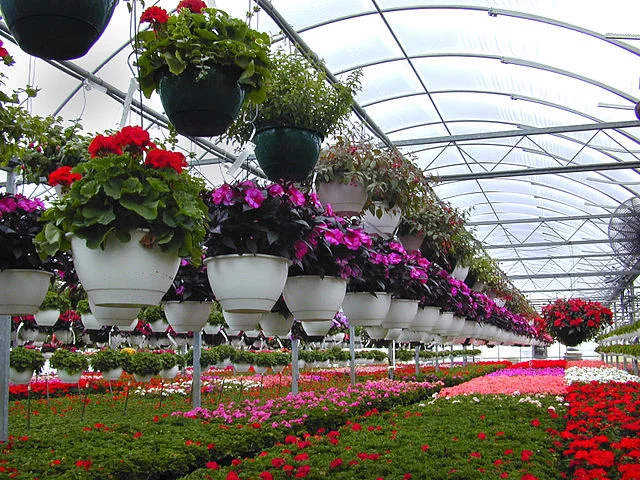 Diferencia entre floricultura y horticultura