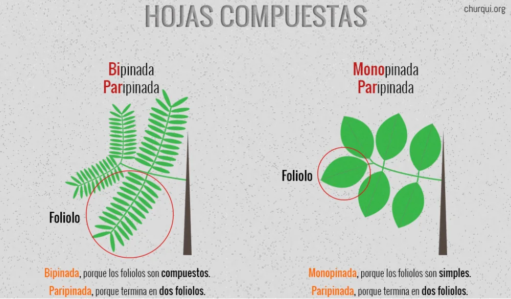 Diferencia entre hoja y foliolo