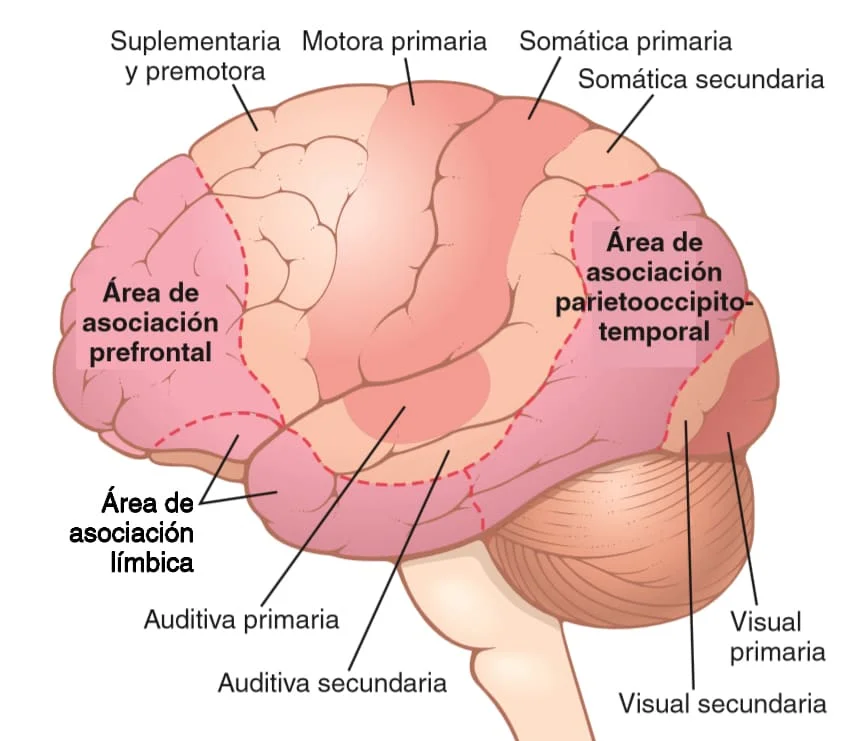 Diferencia entre la corteza primaria y la corteza asociativa