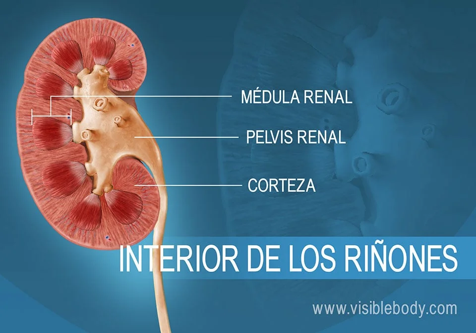 Diferencia entre la corteza renal y la médula renal