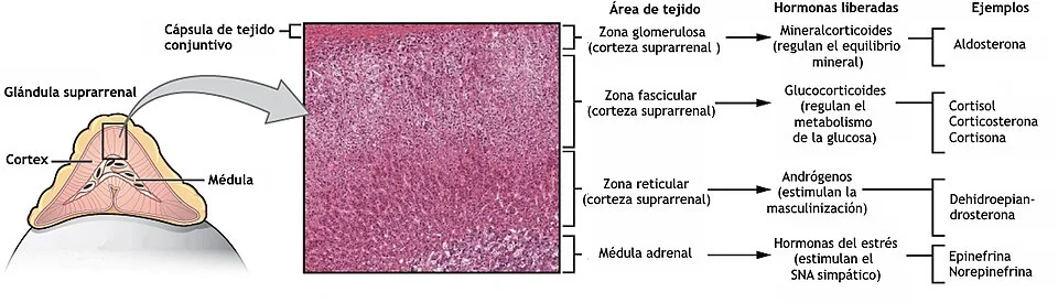 Diferencia entre la corteza suprarrenal y la médula suprarrenal