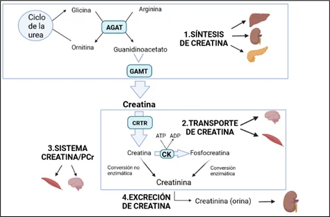 Diferencia entre la creatinina y la creatina quinasa