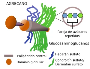 Diferencia entre proteoglicanos y glicosaminoglicanos