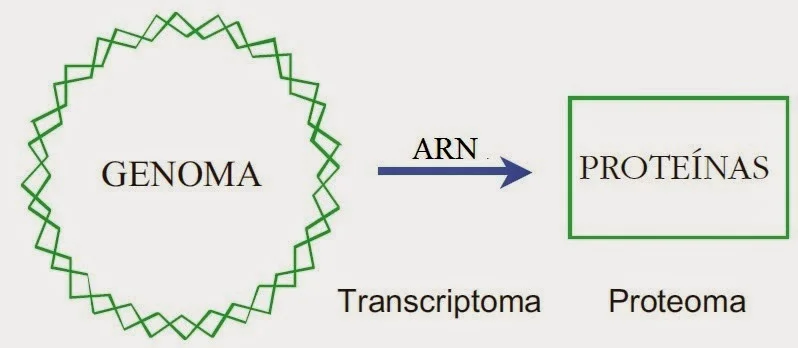 Diferencia entre proteómica y transcriptómica