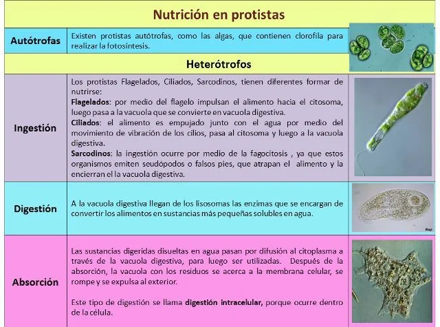 Diferencia entre protistas y hongos