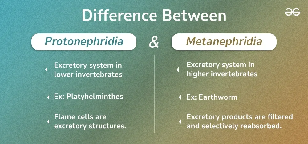 Diferencia entre protonefridia y metanefridia