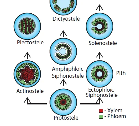 Diferencia entre Protostele y Plectostele