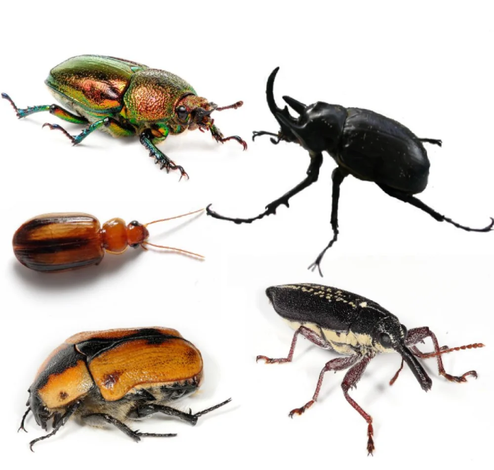 Diferencia entre un insecto y un escarabajo