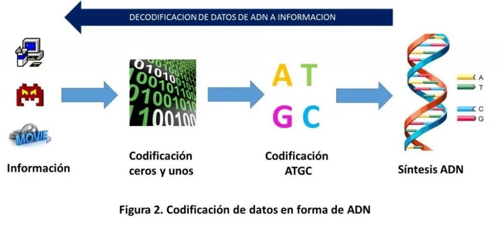 ¿Cómo codifica la información el ADN?