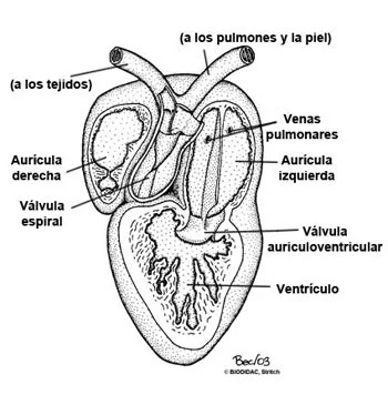 ¿Cómo funciona el sistema circulatorio de una rana?