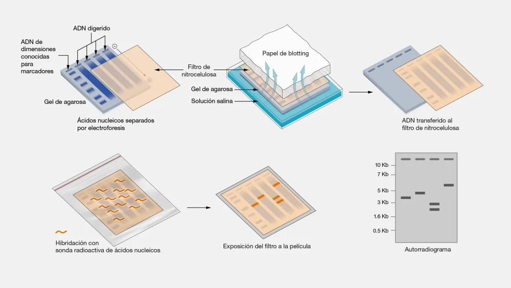 ¿Cómo funciona el Southern Blot?