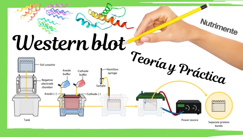 ¿Cómo funciona el Western Blot?