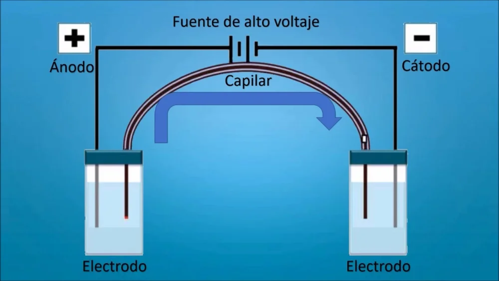 ¿Cómo funciona la electroforesis capilar?