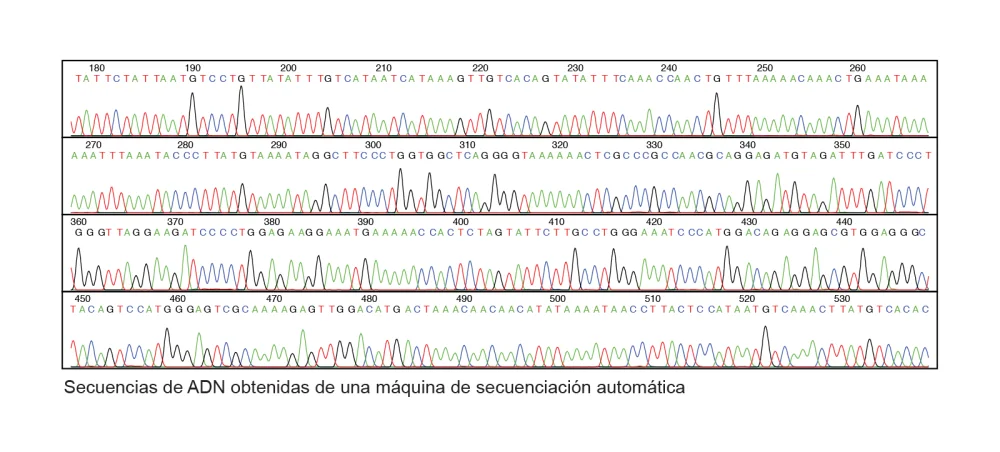 ¿Cómo funciona la secuenciación del ADN?