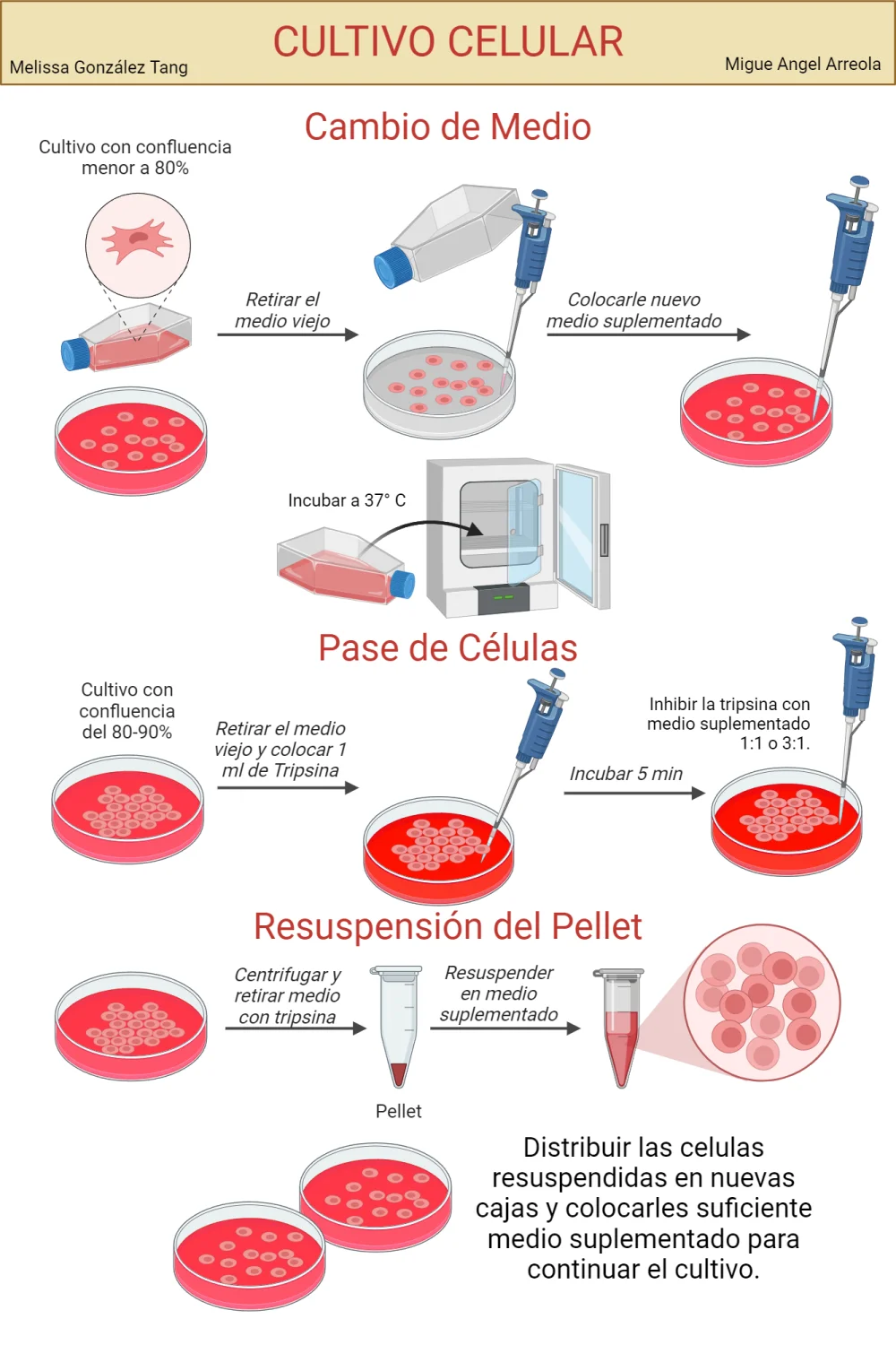 ¿Cómo funciona la tripsina en el cultivo celular?