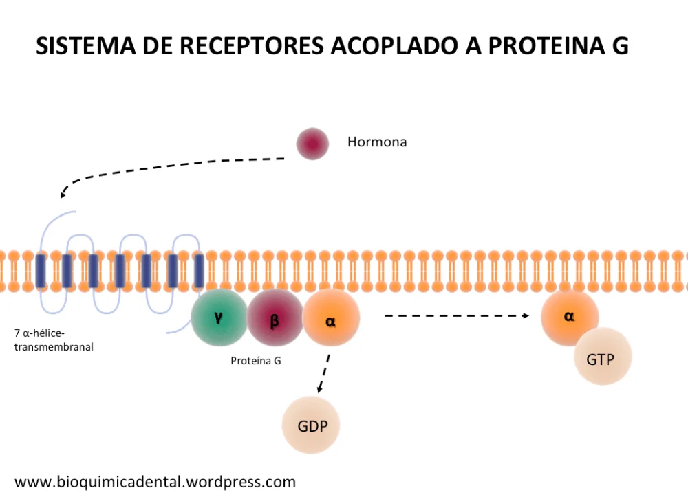 ¿Cómo funcionan los receptores acoplados a la proteína G?