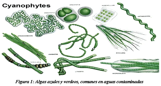 Diferencia entre algas verdes y cianobacterias