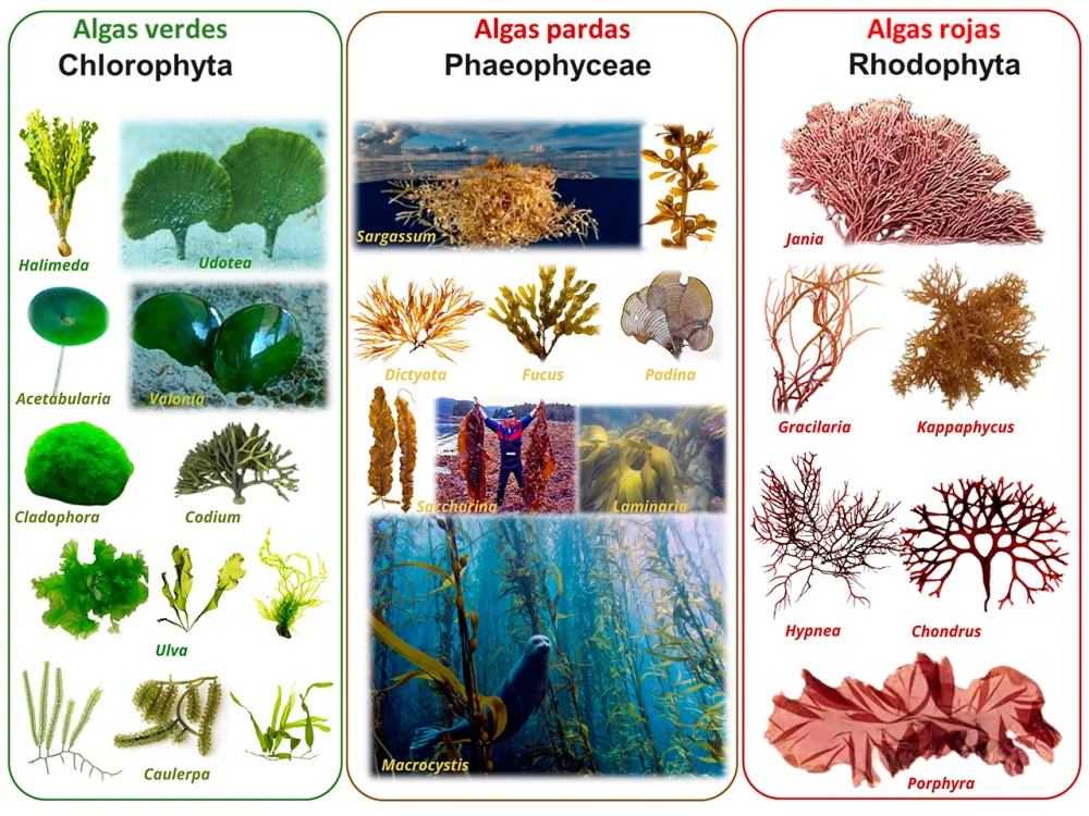 Diferencia entre algas y algas marinas
