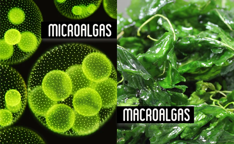 Diferencia entre algas y microalgas