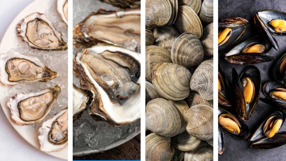 Diferencia entre almejas mejillones y ostras