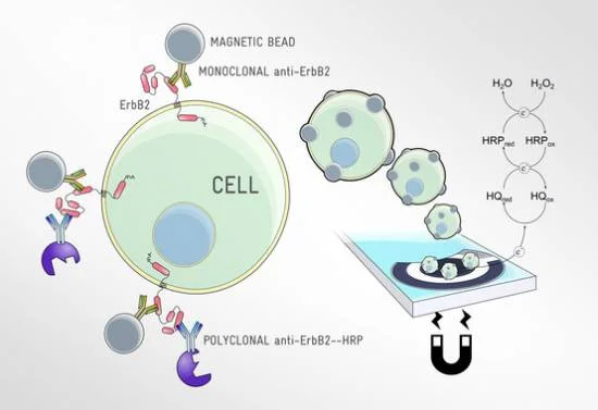 Diferencia entre biomarcador y biosensor