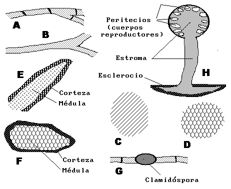 Diferencia entre biótrofos y necrótrofos
