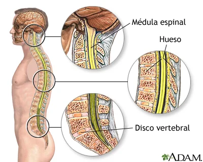 Diferencia entre columna vertebral y espina dorsal