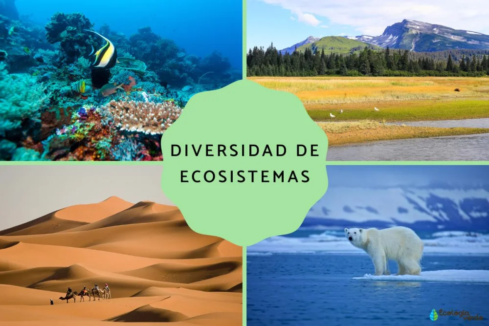 Diferencia entre diversidad de especies y diversidad de ecosistemas