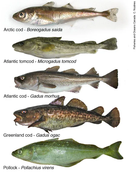 Diferencia entre el fletán y el bacalao